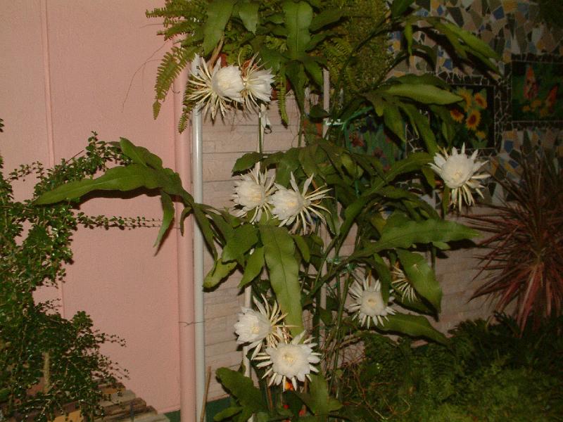 DSCF0013.JPG