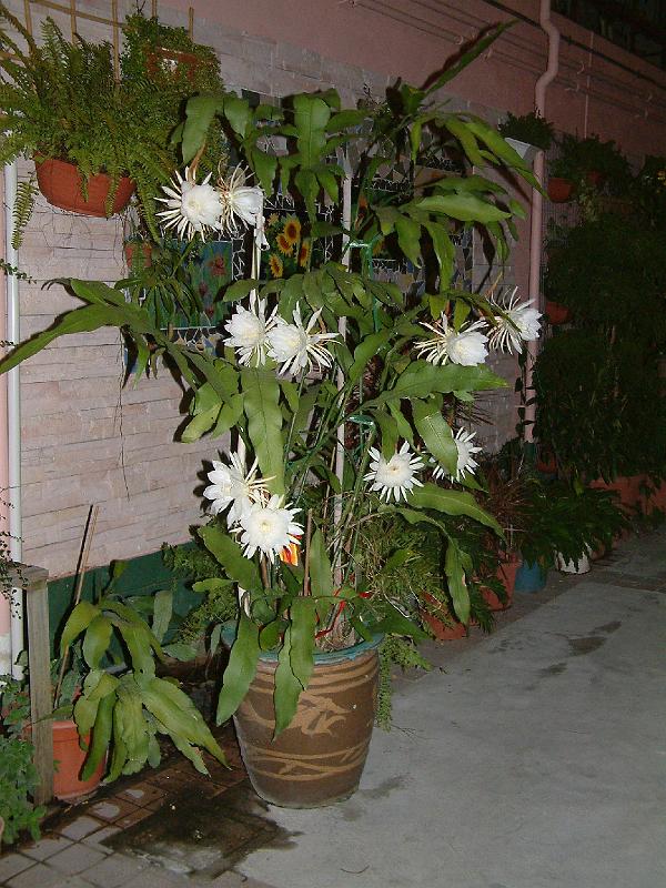 DSCF0047.JPG
