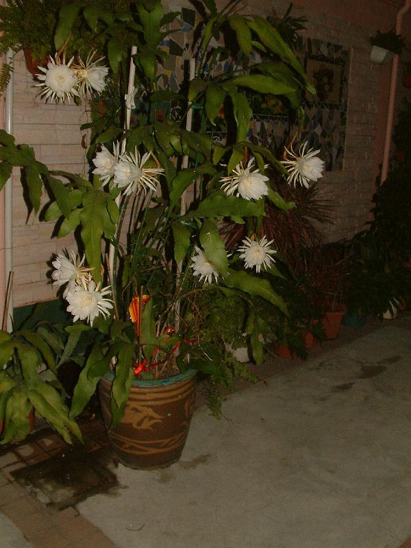 DSCF0053.JPG