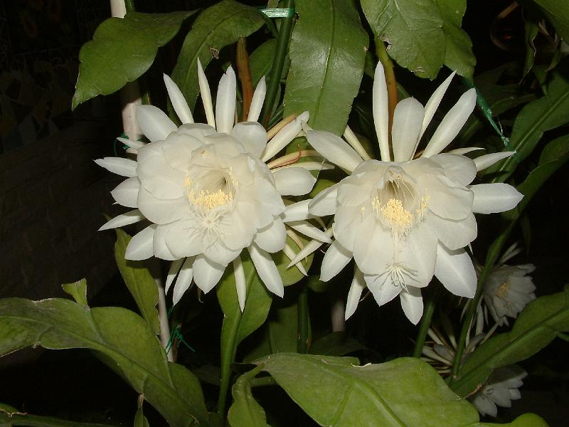DSCF0058.JPG
