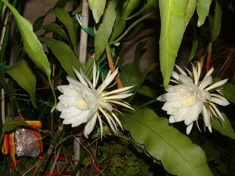 DSCF0061.JPG