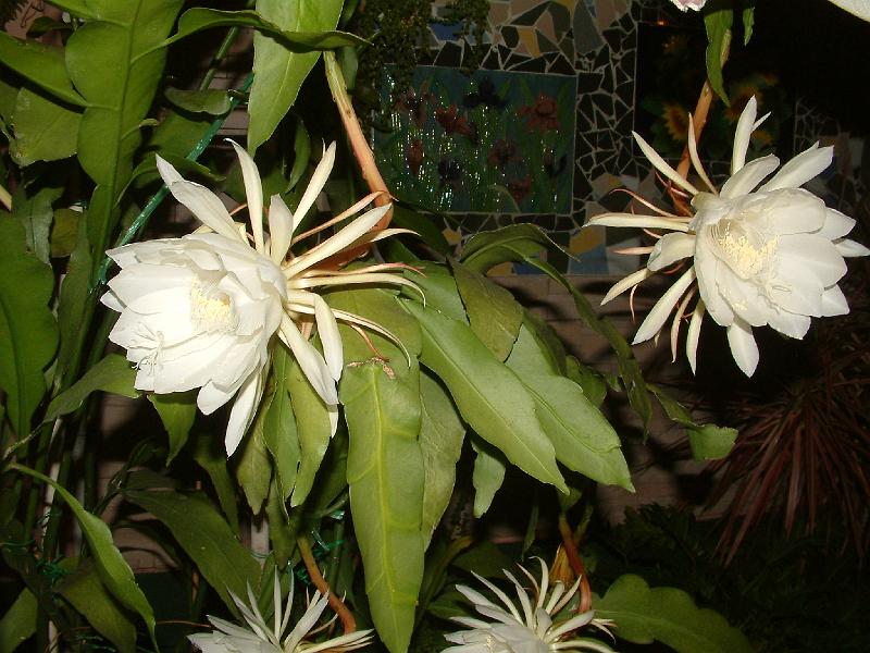 DSCF0062.JPG