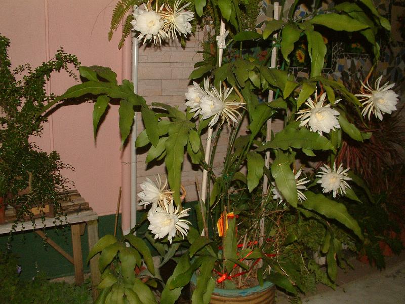 DSCF0064.JPG
