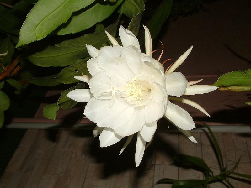 DSCF0071.JPG