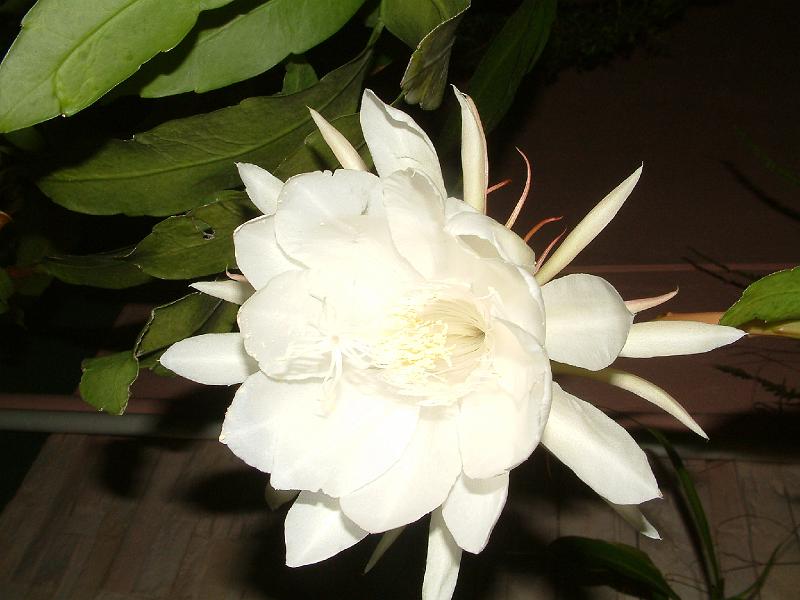 DSCF0072.JPG