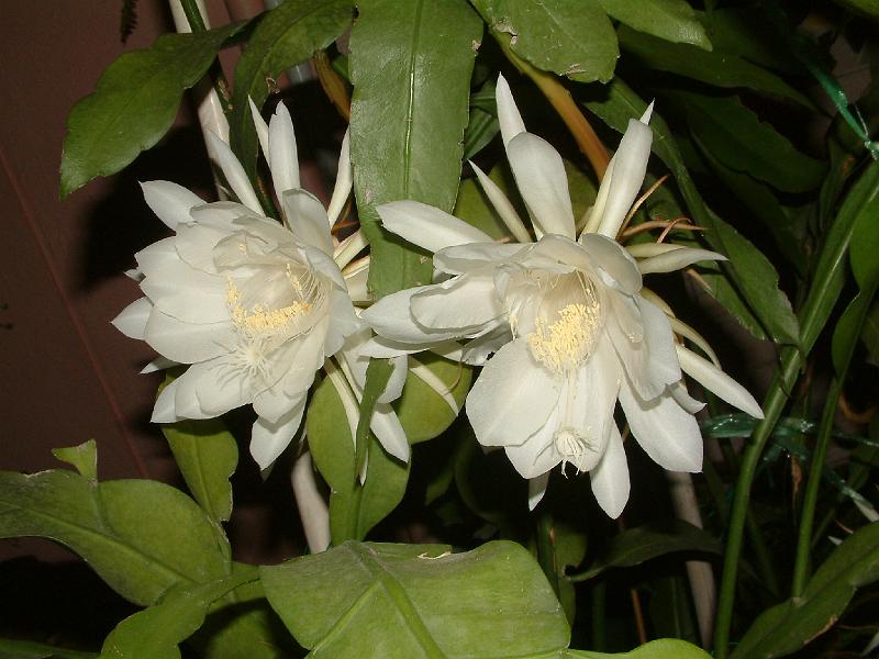 DSCF0074.JPG