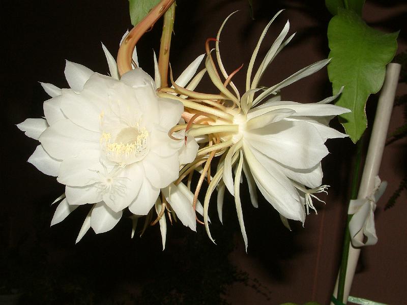 DSCF0075.JPG