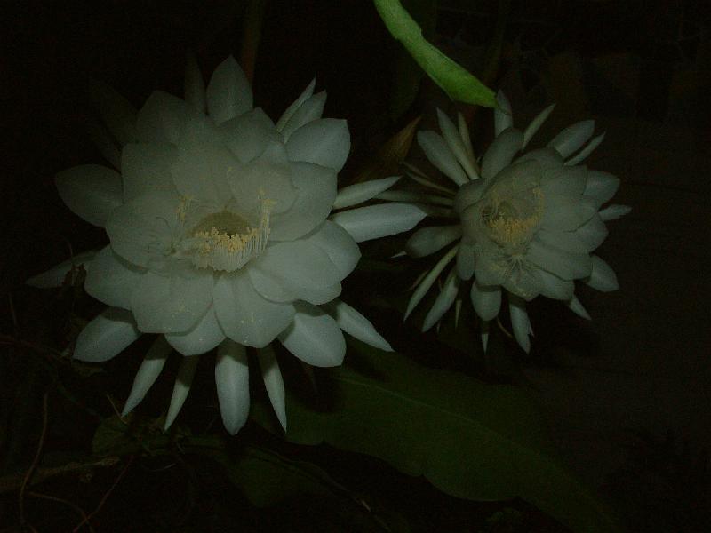 DSCF0076.JPG