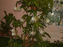 DSCF0012