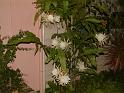 DSCF0013