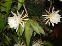 DSCF0062