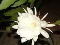 DSCF0072