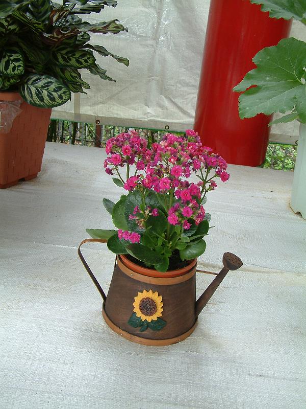 DSCF0127.JPG