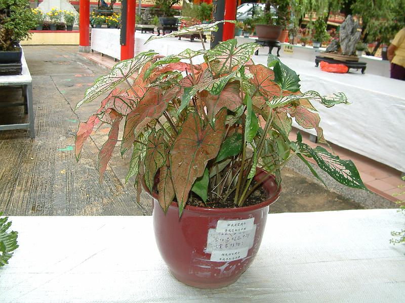 DSCF0142.JPG