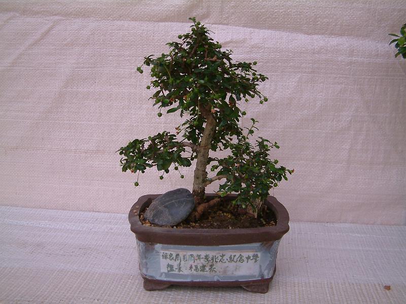 DSCF0222.JPG