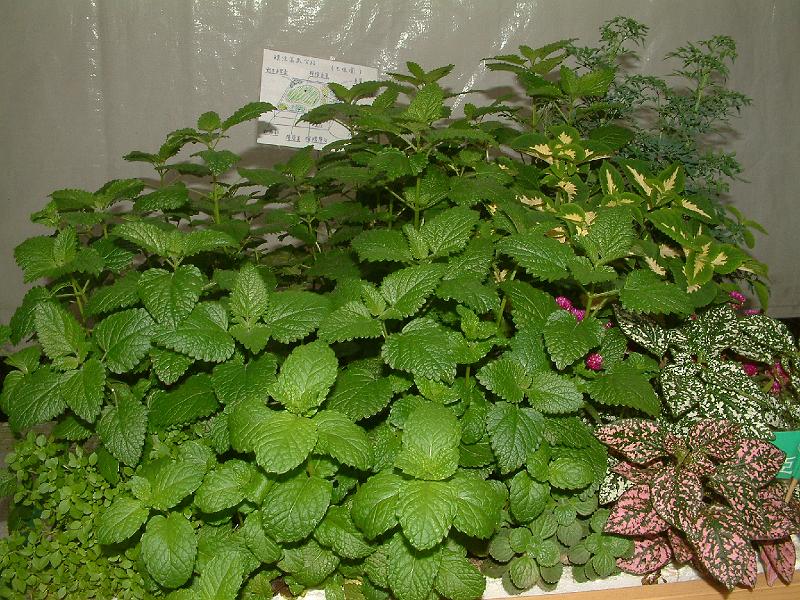 DSCF0035.JPG