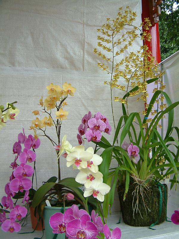 DSCF0002.JPG