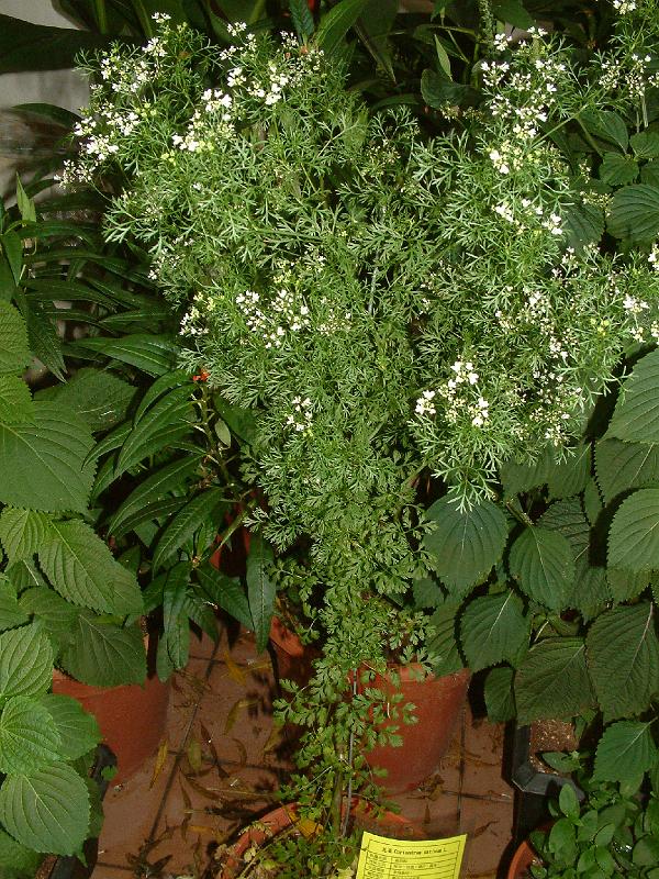 DSCF0010.JPG