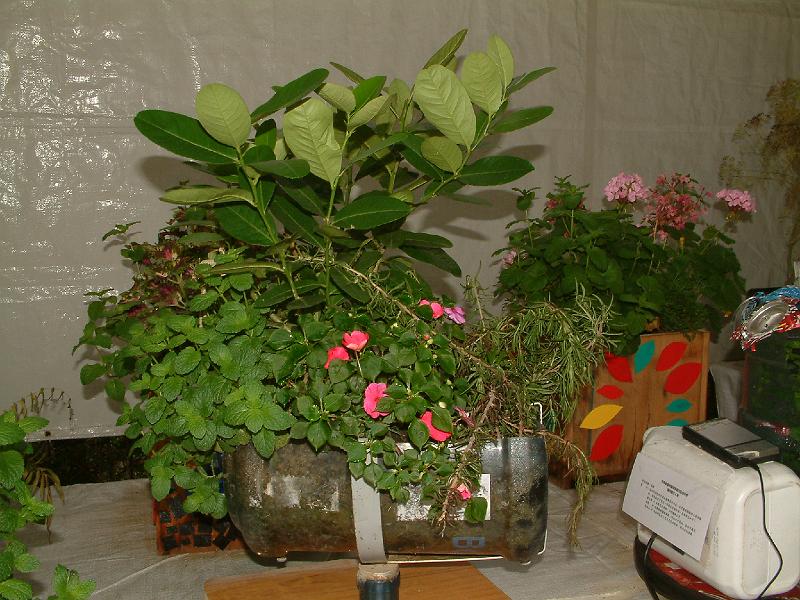 DSCF0021.JPG