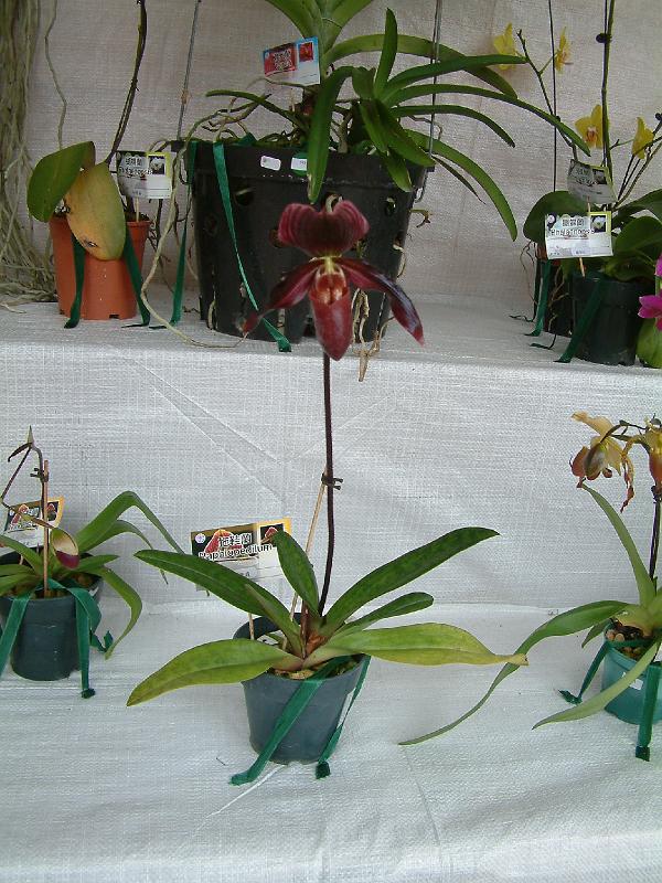 DSCF0065.JPG