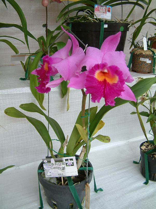 DSCF0068.JPG