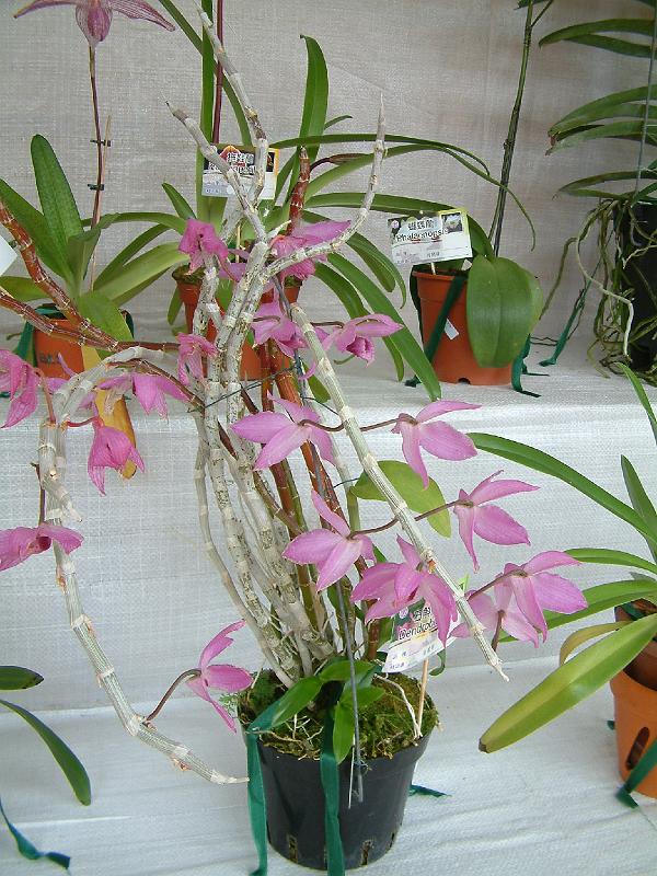 DSCF0071.JPG
