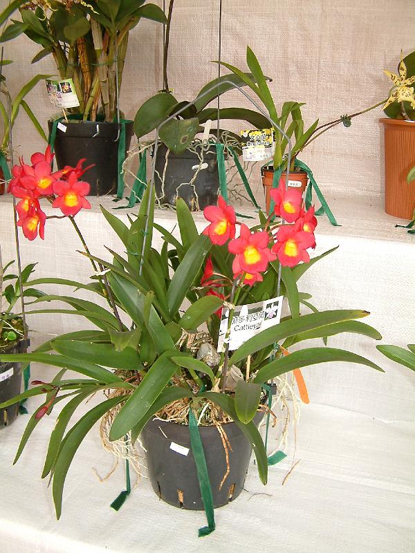 DSCF0074.JPG