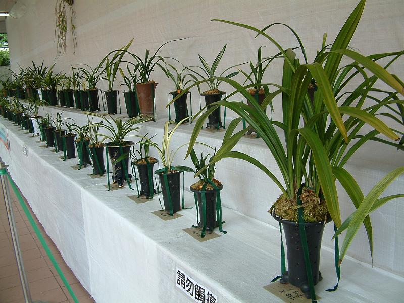 DSCF0075.JPG