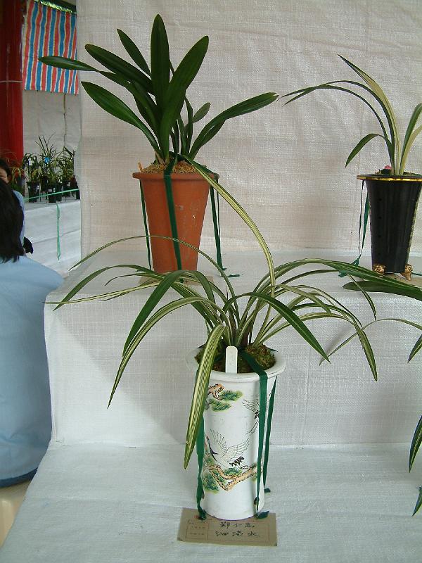 DSCF0080.JPG