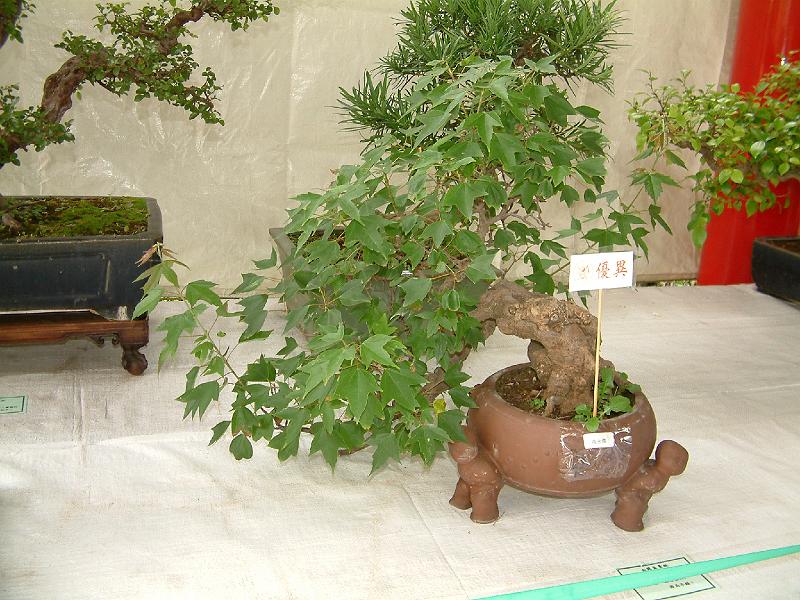 DSCF0082.JPG