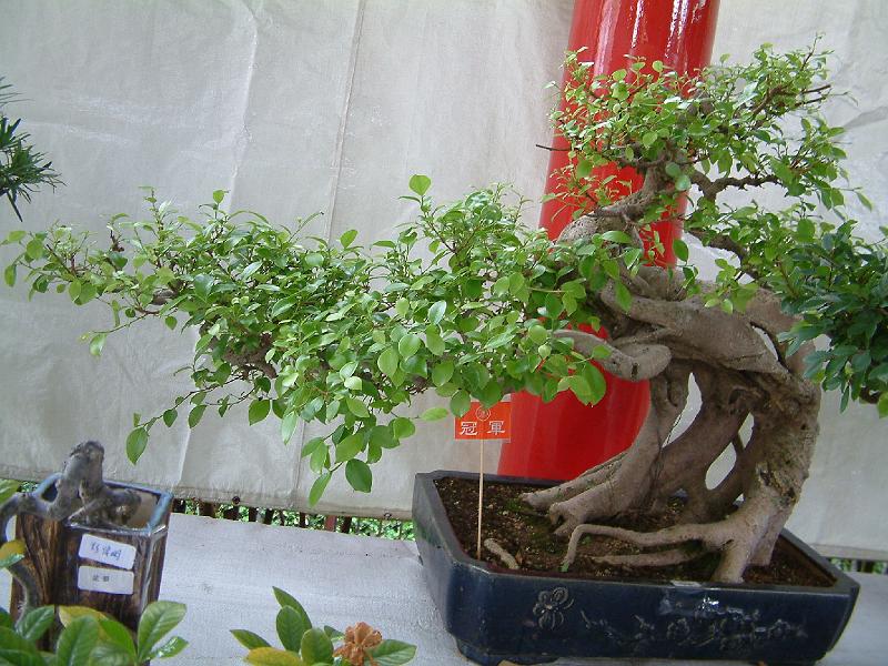 DSCF0083.JPG