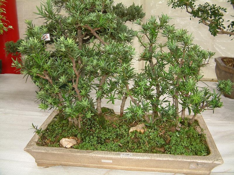 DSCF0086.JPG