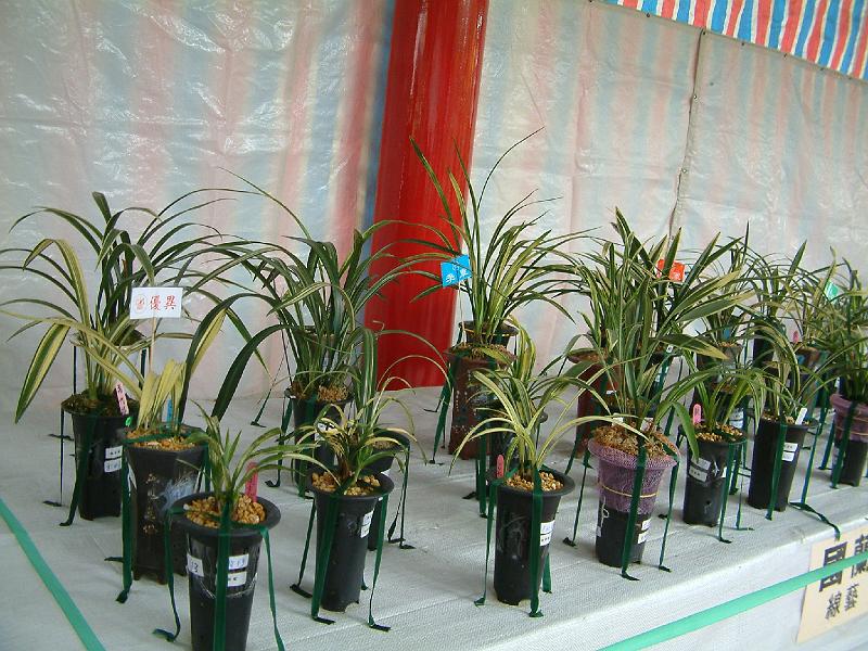 DSCF0090.JPG