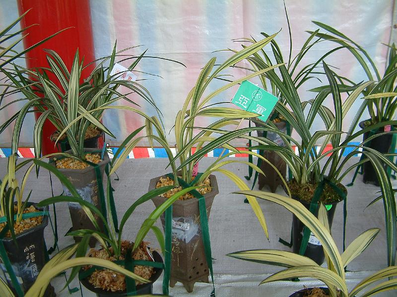DSCF0092.JPG