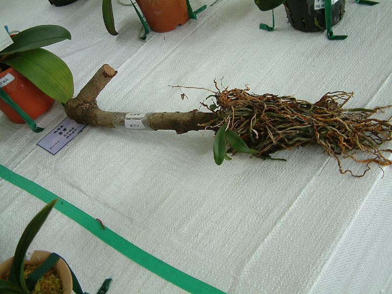 DSCF0107.JPG