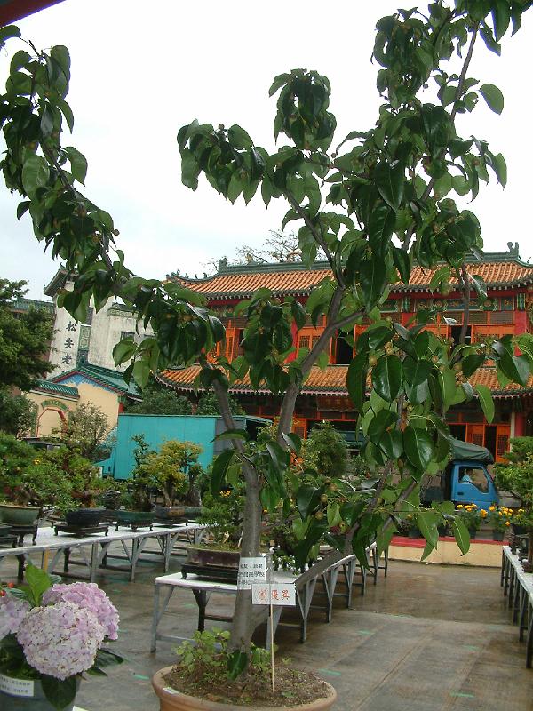 DSCF0146.JPG
