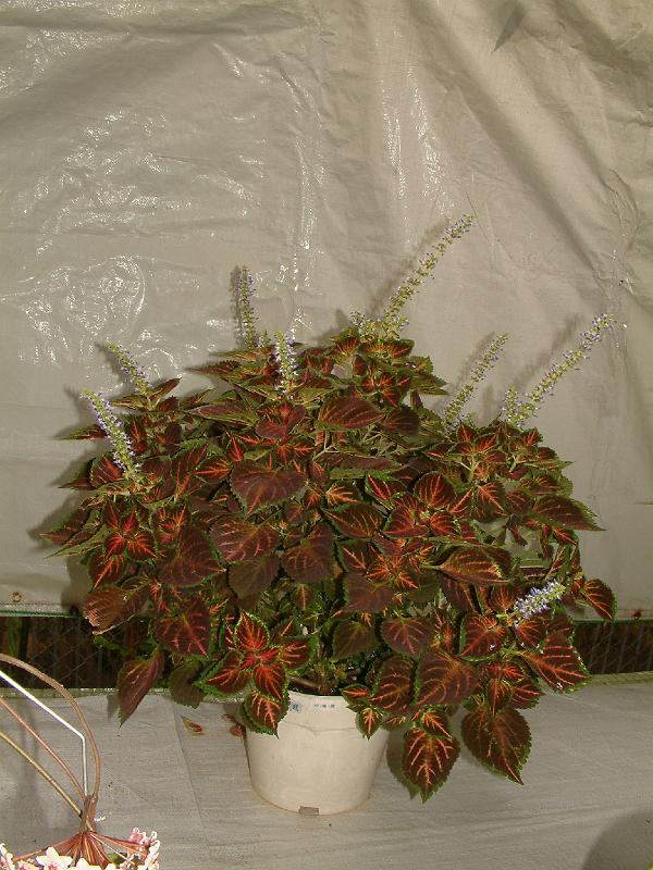 DSCF0193.JPG