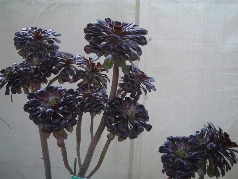 IMGP3290.JPG