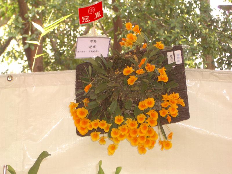 IMGP3294.JPG