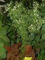 DSCF0010