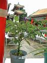 DSCF0153