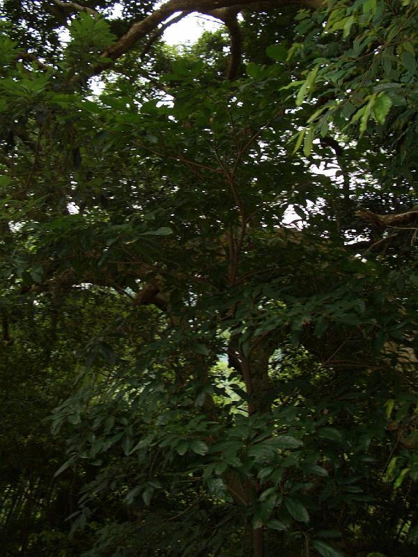 CIMG6976.JPG