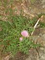 DSCF0229