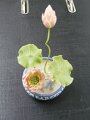 麵粉花-荷花