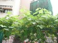 20110428百中田園